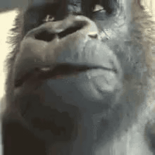 akward gorilla Meme