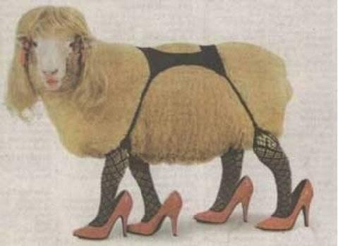 KC Sheep